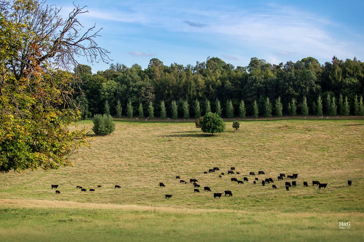Cattle grazing in a Surrey parkland setting