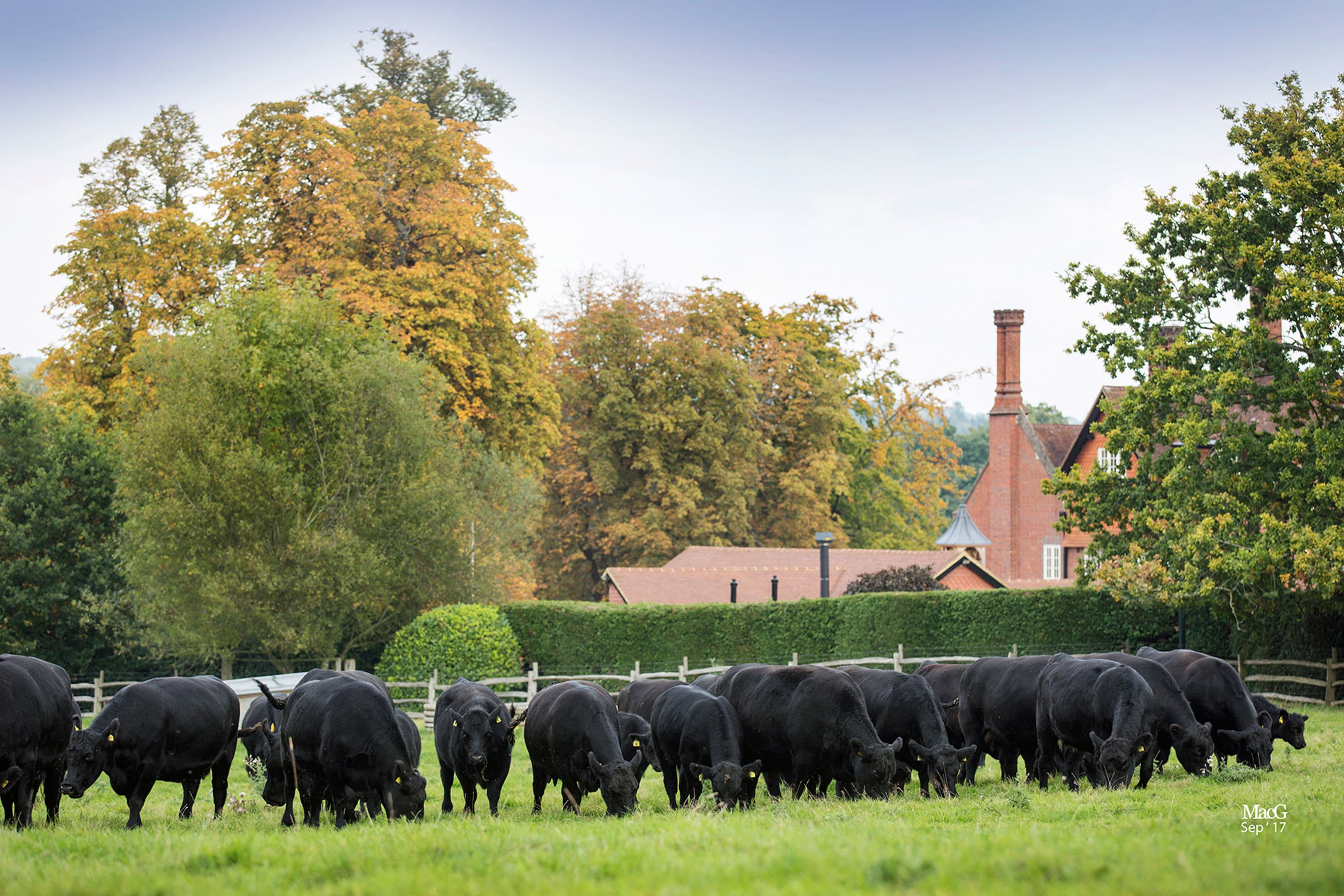 Aberdeen Angus herd grazing beside a traditional Surrey farmhouse