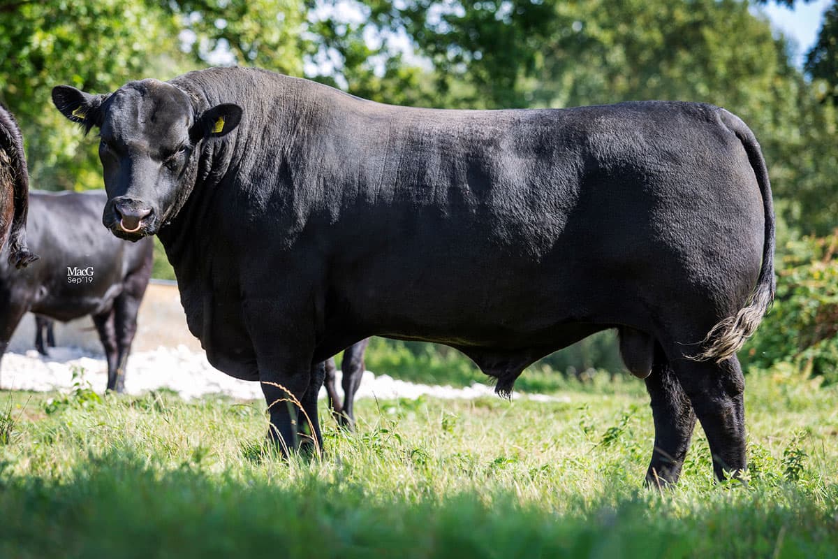 Raddery Endeavour pedigree cattle